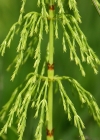 Einzelbild 1 Wald-Schachtelhalm - Equisetum sylvaticum