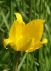 Einzelbild 1 Weinberg-Tulpe - Tulipa sylvestris