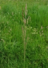 Einzelbild 3 Kriechendes Straussgras - Agrostis stolonifera