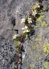 Einzelbild 1 Zweiblütiges Sandkraut - Arenaria biflora