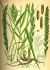 Einzelbild 1 Kriechende Quecke - Elymus repens