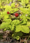Einzelbild 1 Wald-Erdbeere - Fragaria vesca