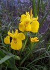 Einzelbild 3 Gelbe Schwertlilie - Iris pseudacorus