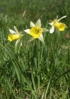 Einzelbild 1 Osterglocke - Narcissus pseudonarcissus