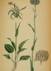 Einzelbild 2 Rundköpfige Rapunzel - Phyteuma orbiculare