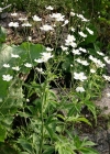 Einzelbild 1 Platanenblättriger Hahnenfuss - Ranunculus platanifolius
