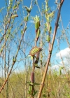Einzelbild 1 Purpur-Weide - Salix purpurea