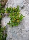 Einzelbild 1 Stumpfblättrige Weide - Salix retusa