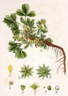 Einzelbild 2 Alpen-Gelbling - Sibbaldia procumbens