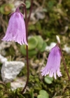 Einzelbild 1 Kleines Alpenglöckchen - Soldanella pusilla