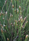Einzelbild 3 Rasen-Haarbinse - Trichophorum cespitosum