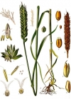 Einzelbild 2 Saat-Weizen - Triticum aestivum