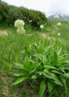 Einzelbild 1 Allermannsharnisch - Allium victorialis