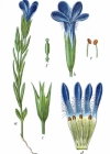Einzelbild 3 Gefranster Enzian - Gentiana ciliata