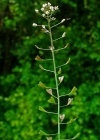 Einzelbild 4 Gemeines Hirtentäschel - Capsella bursa-pastoris