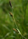 Einzelbild 1 Hirsen-Segge - Carex panicea