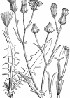 Einzelbild 4 Kleinköpfiger Pippau - Crepis capillaris