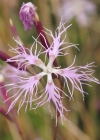 Einzelbild 1 Pracht-Nelke - Dianthus superbus