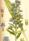Einzelbild 2 Gemeiner Natterkopf - Echium vulgare