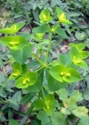 Einzelbild 1 Mandelblättrige Wolfsmilch - Euphorbia amygdaloides