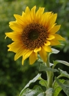 Einzelbild 1 Einjährige Sonnenblume - Helianthus annuus