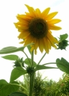 Einzelbild 3 Einjährige Sonnenblume - Helianthus annuus