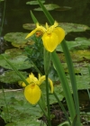 Einzelbild 1 Gelbe Schwertlilie - Iris pseudacorus