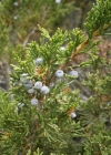 Einzelbild 1 Sefistrauch - Juniperus sabina