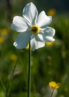 Einzelbild 1 Weisse Narzisse - Narcissus poëticus aggr.