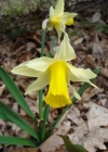 Einzelbild 3 Osterglocke - Narcissus pseudonarcissus