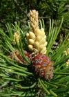 Einzelbild 1 Leg-Föhre - Pinus mugo Turra subsp. mugo