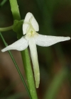 Einzelbild 1 Weisses Breitkölbchen - Platanthera bifolia