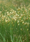 Einzelbild 1 Rasen-Haarbinse - Trichophorum cespitosum