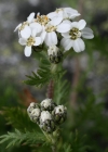 Einzelbild 1 Moschus-Schafgarbe - Achillea erba-rotta subsp. moschata