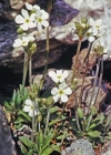 Einzelbild 1 Stumpfblättriger Mannsschild - Androsace obtusifolia