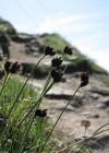 Einzelbild 1 Kleine Trauer-Segge - Carex parviflora