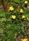 Einzelbild 2 Gold-Hahnenfuss - Ranunculus auricomus aggr.
