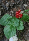 Einzelbild 1 Steinbeere - Rubus saxatilis