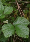 Einzelbild 2 Steinbeere - Rubus saxatilis