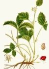 Einzelbild 3 Steinbeere - Rubus saxatilis