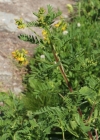 Einzelbild 2 Alpenlinse - Astragalus penduliflorus