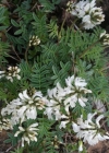Einzelbild 1 Südlicher Tragant - Astragalus australis