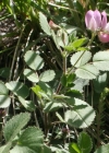 Einzelbild 1 Rundblättrige Hauhechel - Ononis rotundifolia