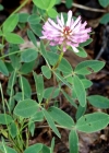 Einzelbild 1 Mittlerer Klee - Trifolium medium