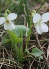 Einzelbild 1 Weisses Veilchen - Viola alba