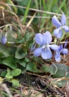 Einzelbild 1 Hain-Veilchen - Viola riviniana