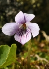 Einzelbild 1 Sumpf-Veilchen - Viola palustris