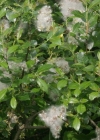 Einzelbild 1 Schwarzwerdende Weide - Salix myrsinifolia