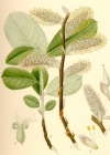 Einzelbild 1 Grau-Weide - Salix cinerea