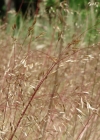 Einzelbild 1 Draht-Schmiele - Avenella flexuosa